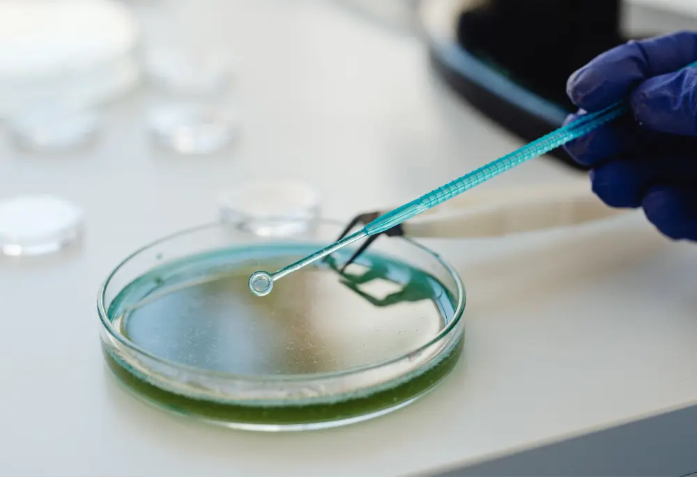 Dłoń w rękawiczce rozprowadzająca materiał biologiczny na podłożu do hodowli bakteryjnej.