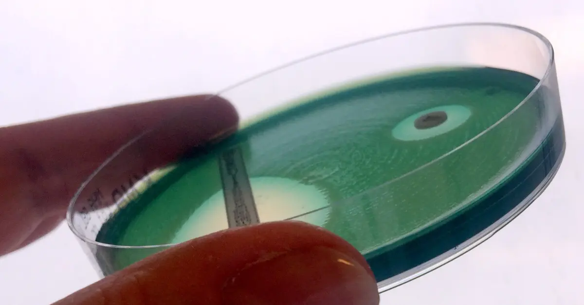 Hodowla bakterii Pseudomonas aeruginosa.