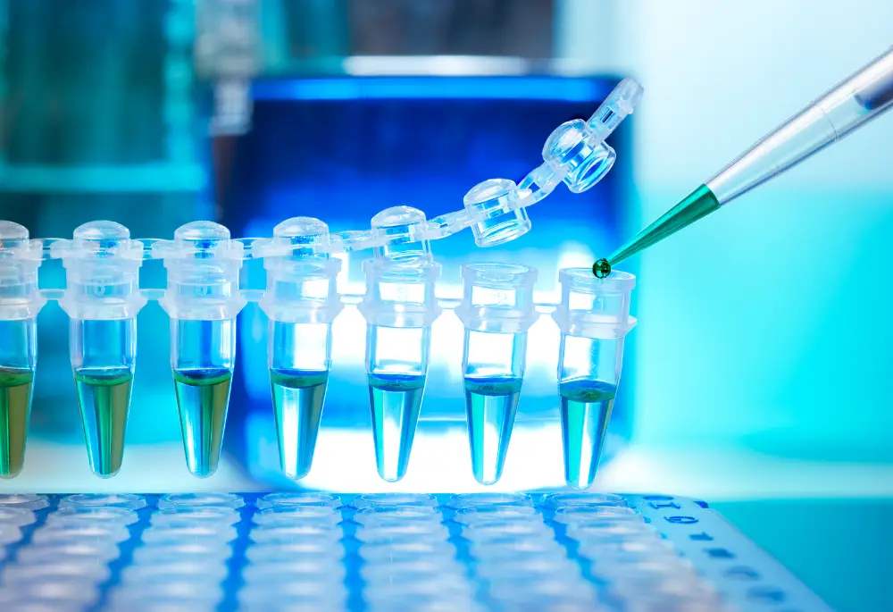 Badanie PCR - wykrywanie bakterii Pseudomonas.